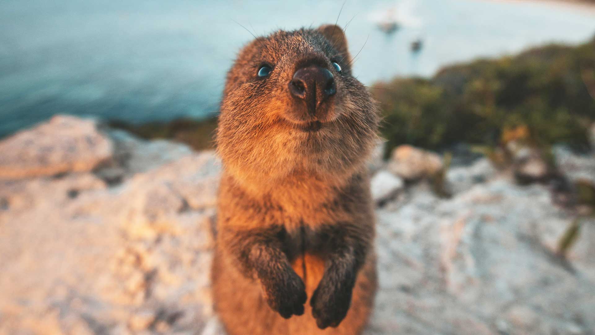 Rottnest Island